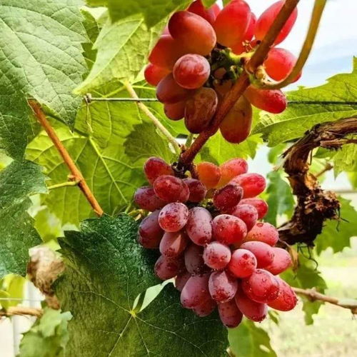 荔枝 白菜價 本地馬陸葡萄 藍莓 櫻桃都已上市,東魁楊梅也到貨,大口吃水果的季節到了