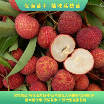 荔枝苗 昆明桂味荔枝苗支持郵寄