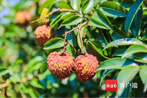 今年海口秀英火山荔枝預計產量3000萬斤 首批熟果預計5月25日上市