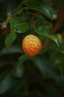 深圳特產 南山荔枝