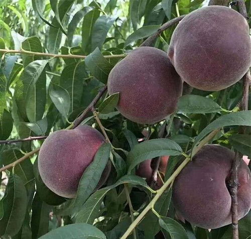 無核荔枝 庭院佳果，能種多少就種多少