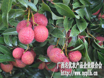 無核荔枝迎豐收，廣西名優農產品企業聯合會赴靈山專題調研