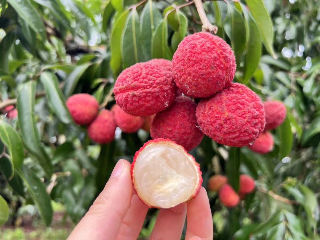 無核荔枝品鮮季 甜蜜來襲，你嘗到了嗎？