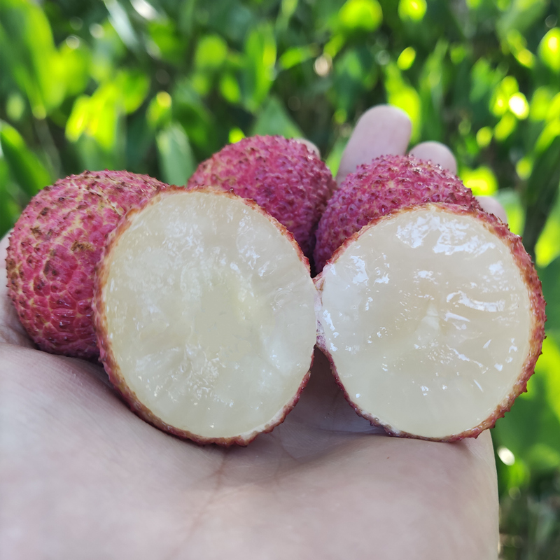 海南無核荔枝 自然與科技的甜蜜結晶