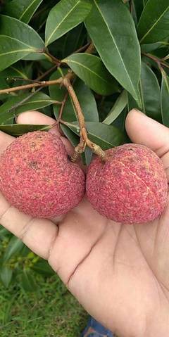 靈山無(wú)核荔枝 原生態(tài)無(wú)籽荔枝王，凈重5斤，歡迎電商批發(fā)合作一件代發(fā)