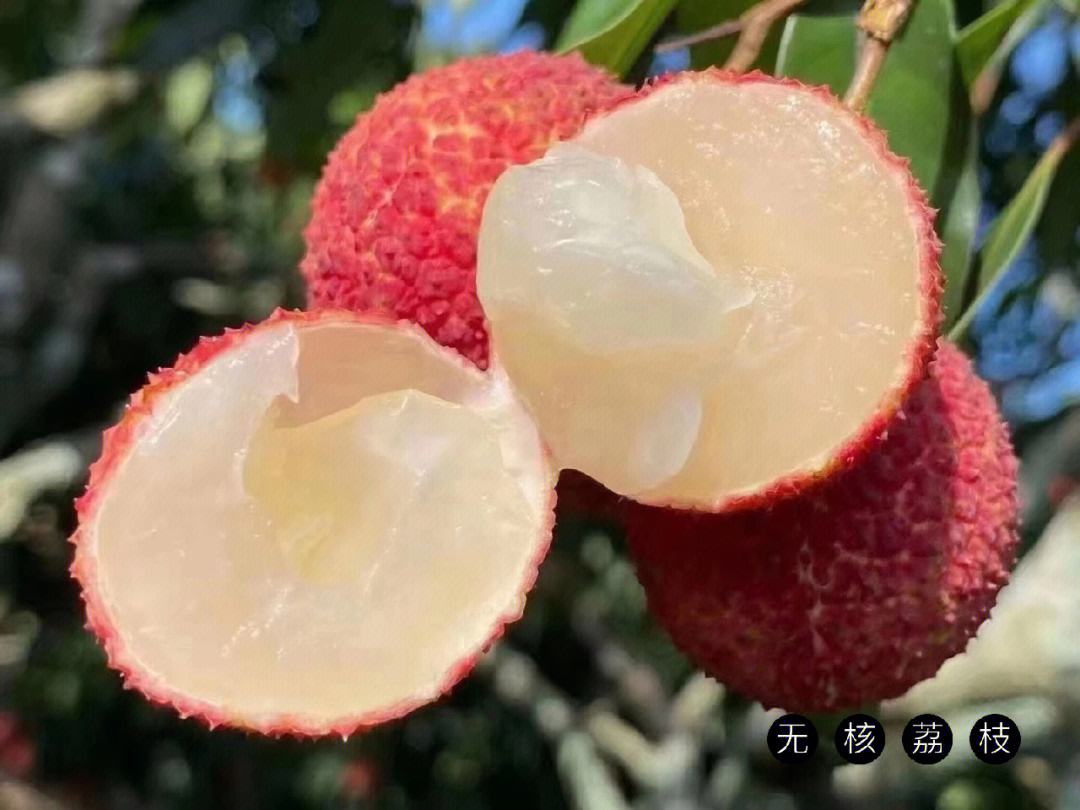 海南水果知多少？一顆顛覆認(rèn)知的“無(wú)核荔枝”