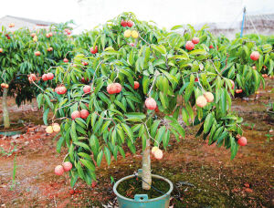 澄邁盆栽無(wú)核荔枝 創(chuàng)新培育，即將“鮮活”北上銷往內(nèi)地