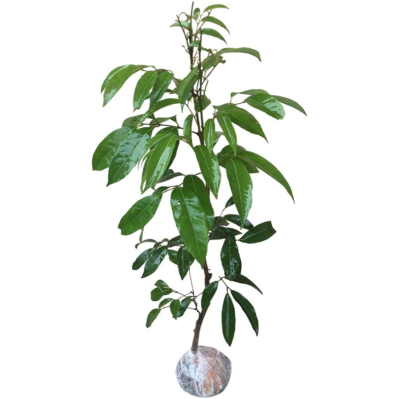 無(wú)核荔枝苗 妃子笑、糯米糍、桂味南北方種植指南與當(dāng)年結(jié)果潛力