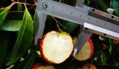 什么水果最賺錢？盤點(diǎn)2018年十大網(wǎng)紅水果，無(wú)核荔枝為何獨(dú)領(lǐng)風(fēng)騷？